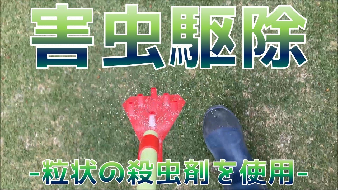 芝生 害虫駆除 粒状の殺虫剤を使用 Youtube