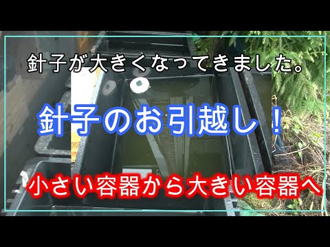 メダカ 針子の移動は大切です Youtube