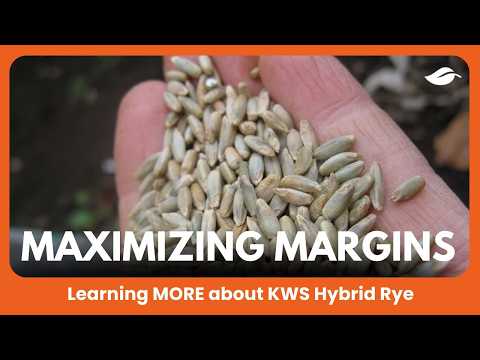 Maximizing margins and spreading the workload | Learning more about KWS hybrid rye, Ep 4