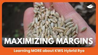 Maximizing margins and spreading the workload | Learning more about KWS hybrid rye, Ep 4 @RealAgricultureMedia