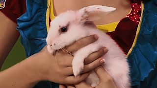 Hi-5: Fely Makes a Place for her Grandma's Rabbit