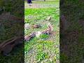 Squirrels 🐿️ Enjoy The🥨🧇 🥜 #shorts #shortsfeed #youtubeshorts #birds #nature #animals #funny