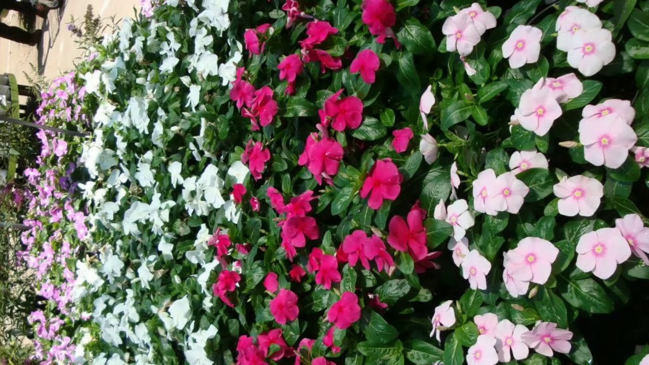  Diabetes care with the help of plants