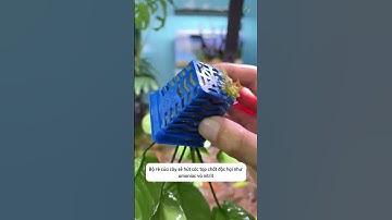 Cây ráy thủy sinh bộ lọc tự nhiên cho bể cá dễ chăm không kén môi trường nước #aquatic #shorts