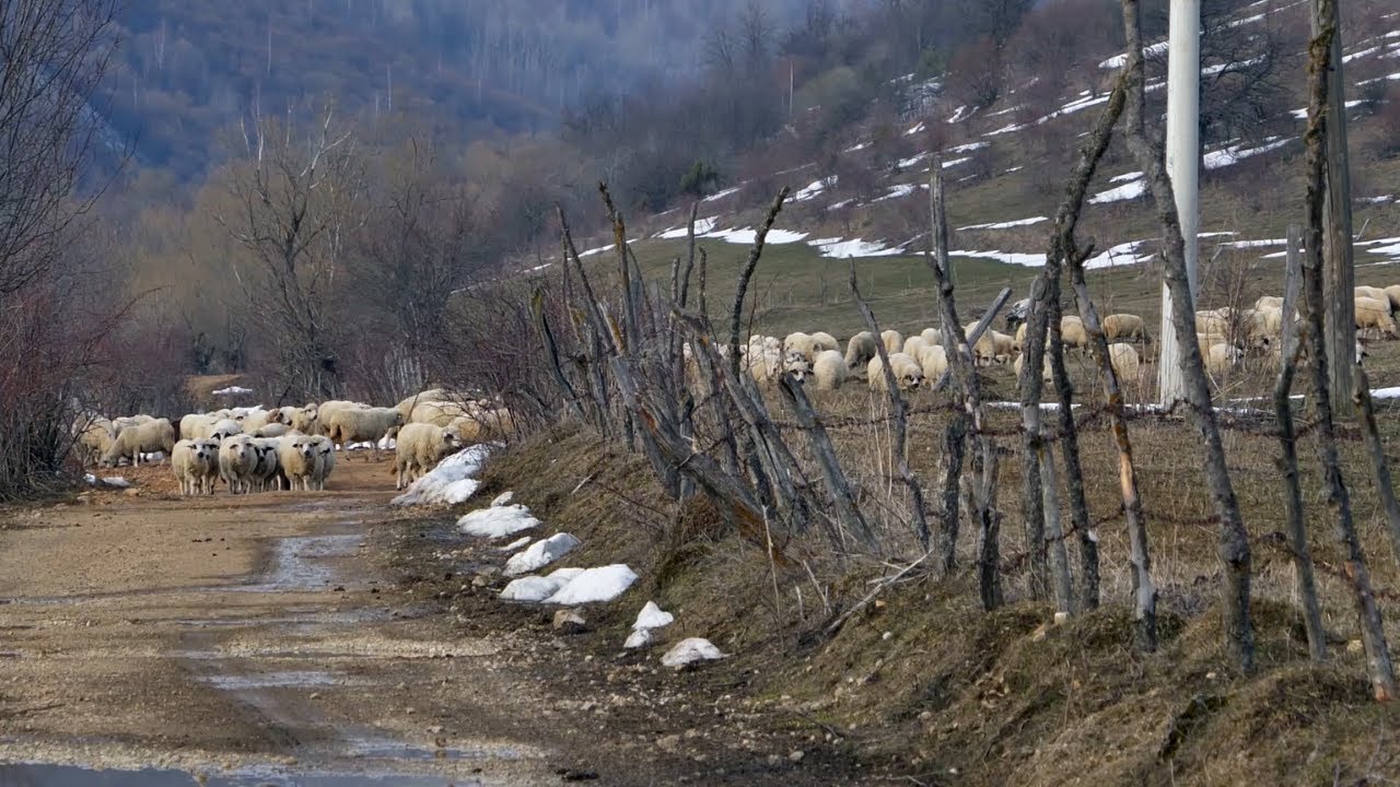 Naša priča ep. 345 07.04.2022. Stočari sa Peštera