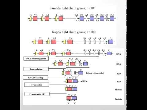 Weggegooid Het hotel Demonteer Lambda and Kappa Light Chains - YouTube