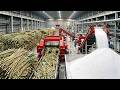 How Millions of Tons of Sugarcane Become Sugar | Massive Factory Process