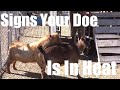 How To Tell When Your Doe Is In Heat