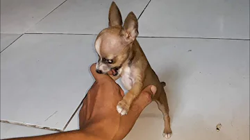 Como saber se um cachorro pincher é puro?