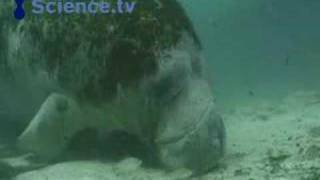 Manatees (sea cows)