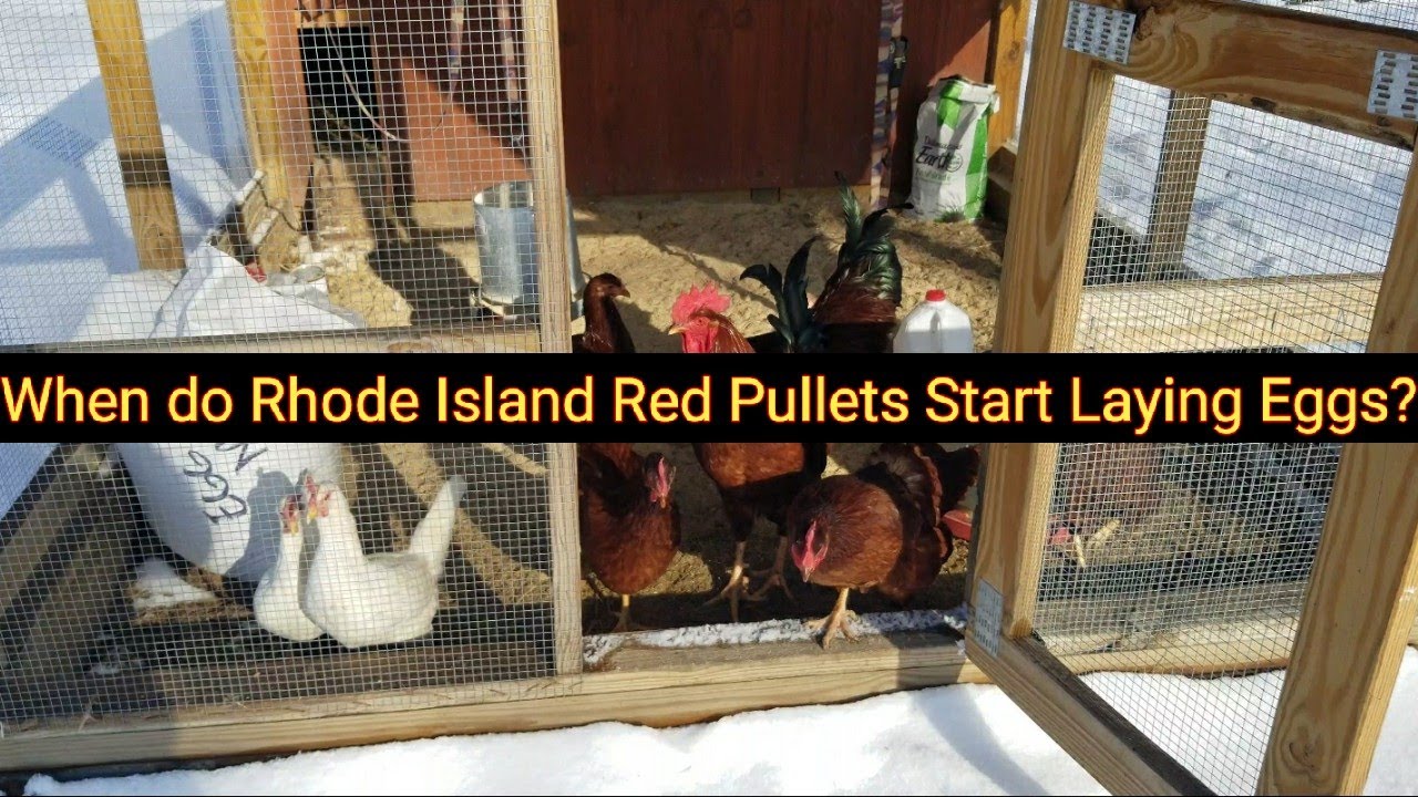 When Do Rhode Island Red Pullets Start Laying Eggs YouTube When Do Rhode Island Red Pullets Start Laying Eggs YouTube