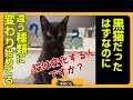 【猫は変化する！？】徐々になんだか黒猫じゃない気がしてきましたが、そんなものなんですか？