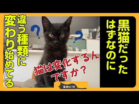 Cats change! ? ]I gradually started to feel like it wasn't a