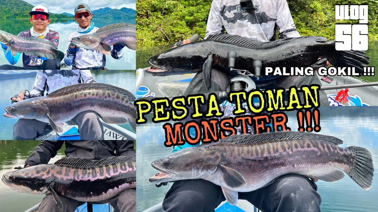 Hatrik 9 Ekor Toman Size Monster ! ( Tasik Pedu,Malaysia )