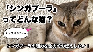 シンガプーラってどんな猫とってもかわいい「シンガプーラ」の魅力を全力でお伝えしたい❣　お誕生日企画　71