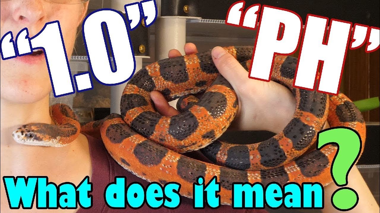 Understanding Common "Reptile Codes" YouTube