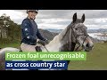 Frozen foal unrecognisable as cross country star