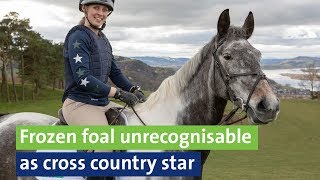 Frozen foal unrecognisable as cross country star