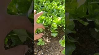 Benih kopi ateng super siap pindah semai #farming #agrikultur #nature #teknikpertanian #satisfying