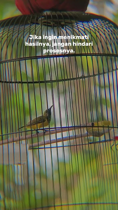 KATA KATA BUAT HOBI BURUNG