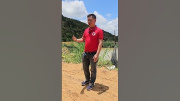 Giai đoạn sượng nước, sượng cơm nhiều bà con ép và bổ sung liên tục nhé | Nông Nghiệp Tây Nguyên TKA