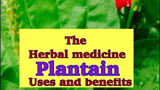 Why I grow this medicinal plant