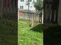 Cute Dog