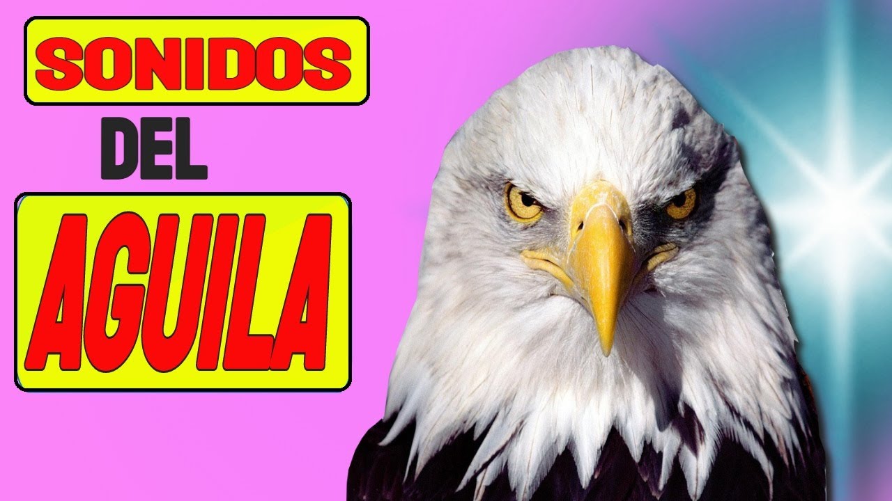 Sonido del AGUILA | Águila SONIDO REAL - YouTube