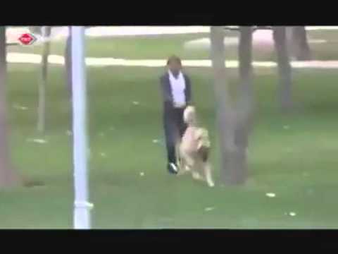 La Puissance D Un Kangal Chien Turc Youtube