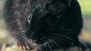 Water Vole's Perilous Journey | Big Little Journeys | Bbc Earth