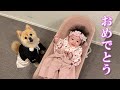 赤ちゃんの生後100日を一緒に祝ってくれるポメラニアンが可愛過ぎました…