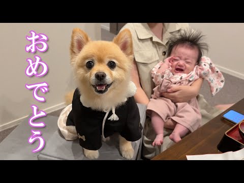 【祝】赤ちゃんの生後100日を一緒に祝ってくれるポメラニアンが可愛過ぎました…