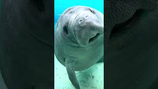 Look At This Friendly Manatee!