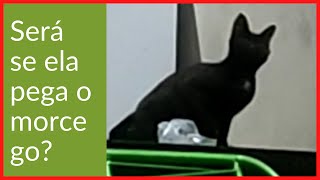 Gata caçadora de morcego