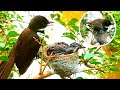 Malaysian pied fantail Birds - The Mother gives warmth to baby in both nests #7[ Review Bird Nest ]