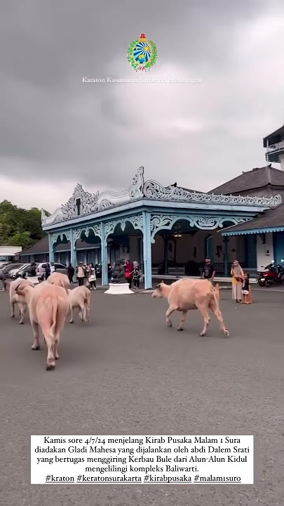 Kebo bule kraton solo menjelang 1 suro