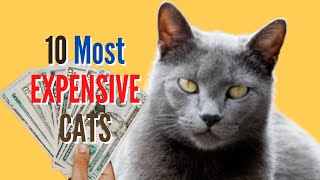 Top 10 Most Expensive Cat Breeds. Furry Feline by Loving Paws TV 108 views 1 year ago 4 minutes, 34 seconds