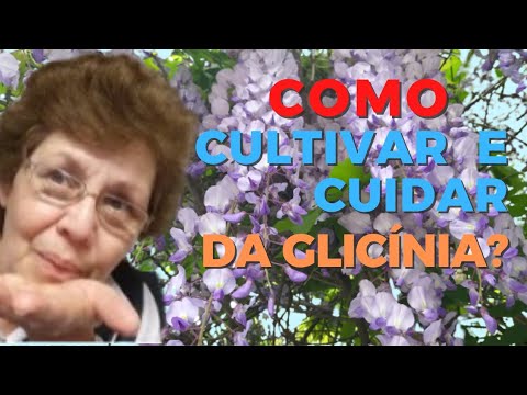 Vídeo: Glicínia