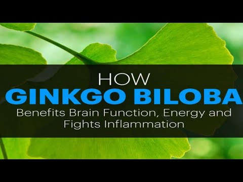 Ginkgo Biloba Benefits Energy Mood And Memory