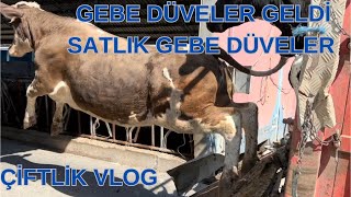 Çiftlik Vlog | Gebe Düveler Geldi