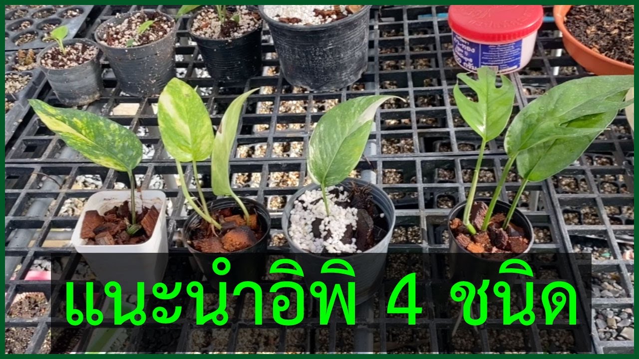 อิพิเพร็มนั่ม 4 ชนิด ยอดนิยม อิพิด่างขาว อิพิด่างเหลือง และ อิพิเขียว มาดูกันว่าแต่ละชนิดเป็นอย่างไร