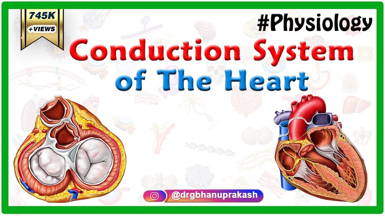 Conduction System Of The Heart - Sinoatrial Node, Av Node, Bundle Of His, Purkinje Fibers Animation