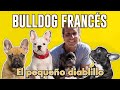 EL BULLDOG FRANCÉS | "El pequeño diablillo"