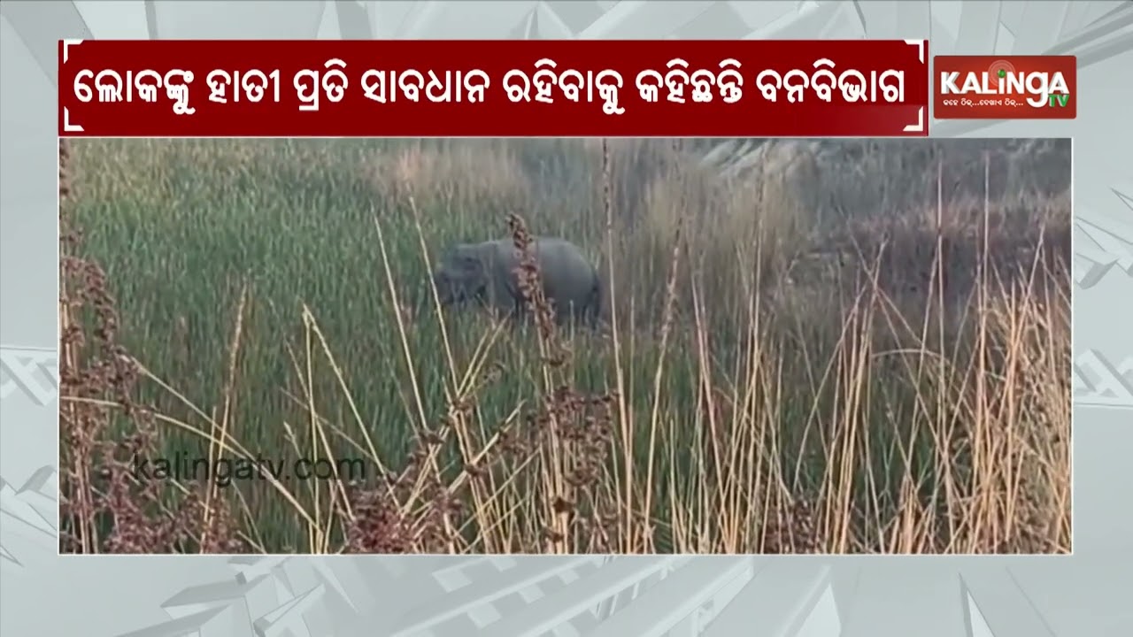 Wild elephant creates havoc in Jharsuguda, locals in panic | Kalinga TV