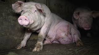 La &quot;granja del terror&quot; que vinculan a Lidl: &quot;Los cerdos buenos los vendemos a China, los malos a Esp