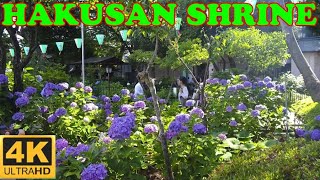 Hakusan Shrine Hydrangea, Tokyo in 4K - 白山神社 - Japan As It Truly Is