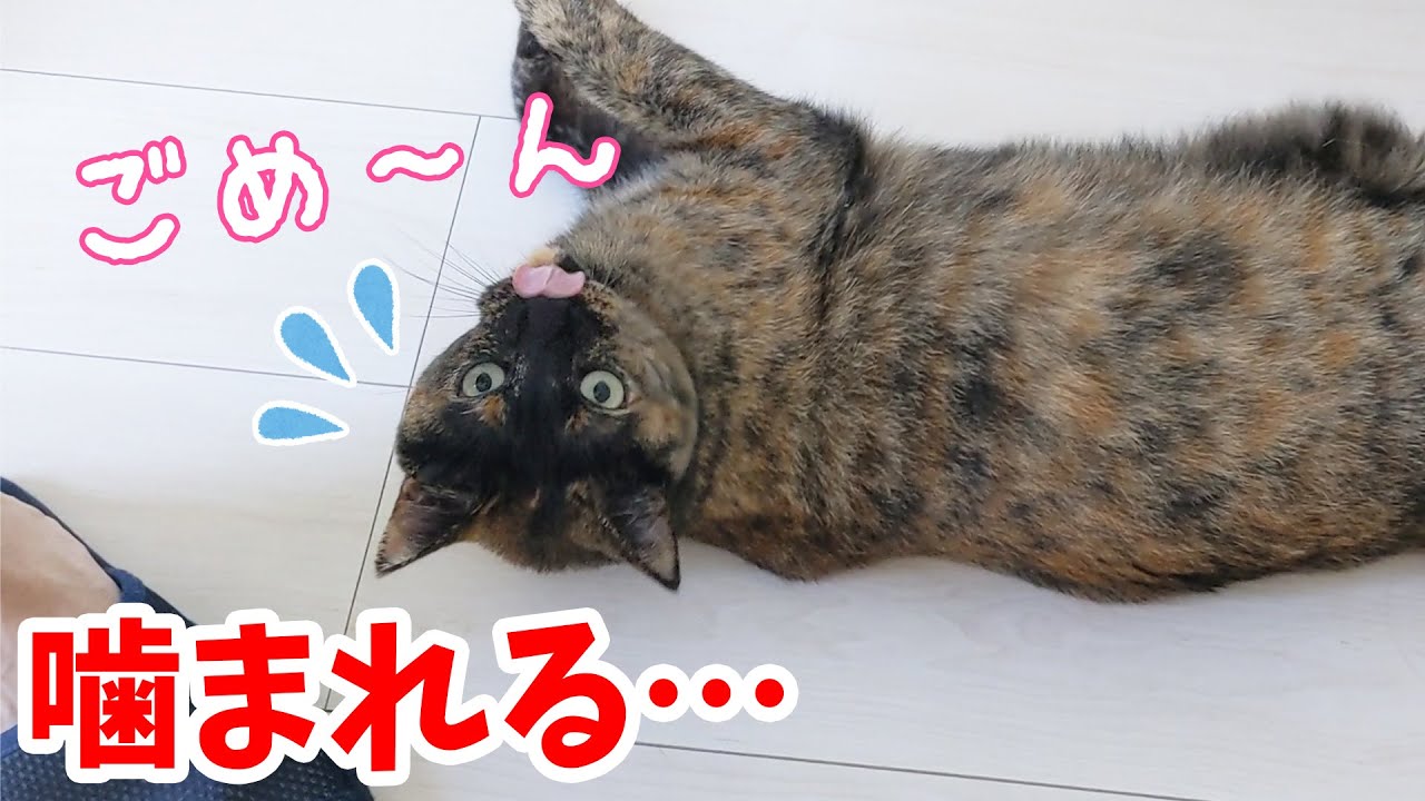 朝はパパとママにしっかり甘えるサビ猫
