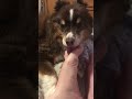 Dog licking feet relaxing asmr