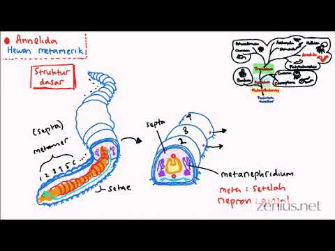 Video: Transcriptomik Komparatif Dalam Syllidae (Annelida) Menunjukkan Bahwa Regenerasi Posterior Dan Pertumbuhan Reguler Sebanding, Sedangkan Regenerasi Anterior Adalah Proses Yang Berbe