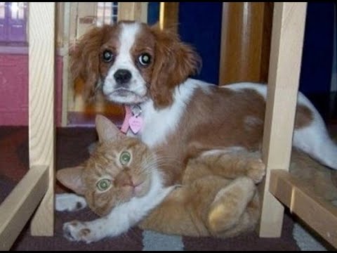 Видео: 😺 Нас застукали! 🐕 Смешное видео с собаками, кошками и котятами! 😸